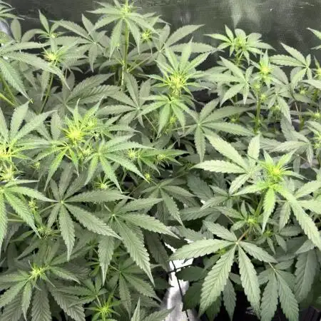ｆｒｏｓｔｅｄｇｕａｖａ ❄️   | by Green House Seeds