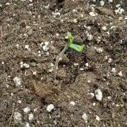 🍋 Haze Barney's Farm