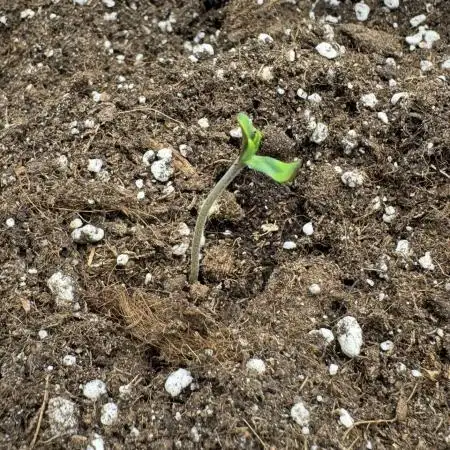 🍋 Haze Barney's Farm