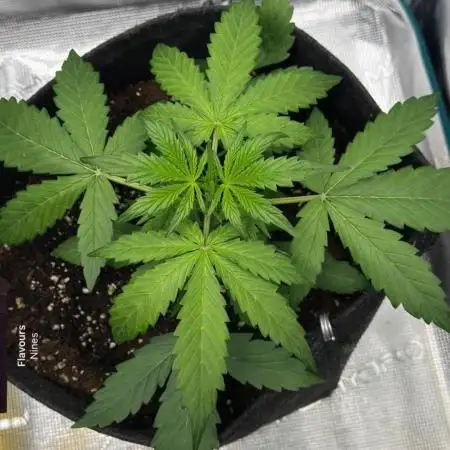 Watermelon Zkittlez Auto BF