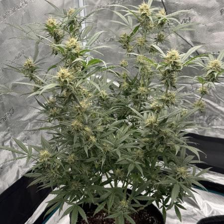 Georgia Pie ZA🥧 & Runtz F1 ZA💜