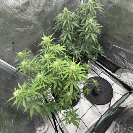 Mimosa x 🍊 👊🏻  Barney's Farm