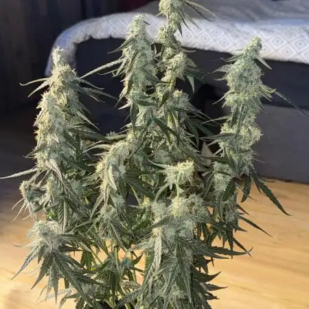 Titan F1 RQS 