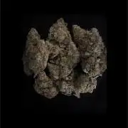 🍋 Haze Barney's Farm