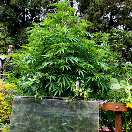 Air Lemon x Shishkaberry 🍋🍇 by GH Seeds