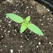 ᗷIᔕᑕOTTI ᙭ GEᒪᗩTO by GreenHouseSeeds