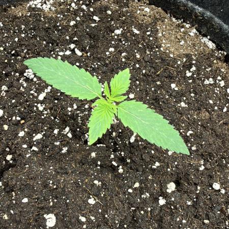 ᗷIᔕᑕOTTI ᙭ GEᒪᗩTO by GreenHouseSeeds