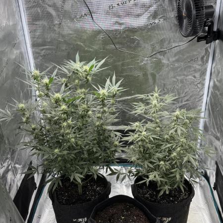 Georgia Pie ZA🥧 & Runtz F1 ZA💜
