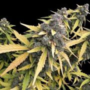 Mimosa x 🍊 👊🏻 Barney's Farm