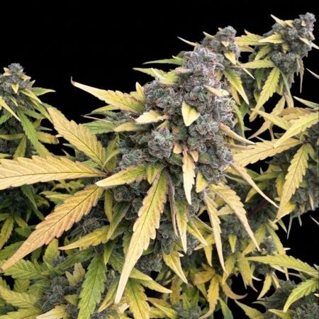 Mimosa x 🍊 👊🏻  Barney's Farm