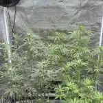 Watermelon Zkittlez Auto BF