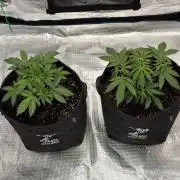 🍋 Haze Barney's Farm