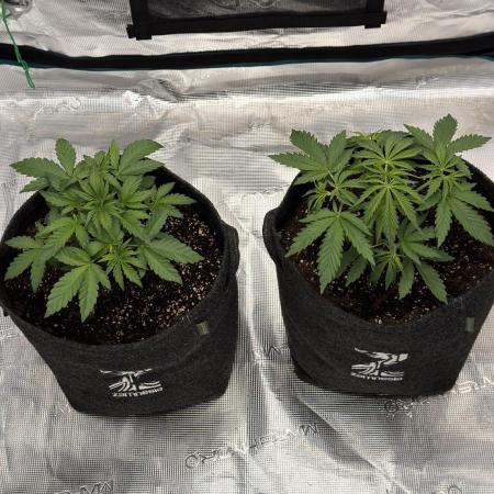 🍋 Haze Barney's Farm