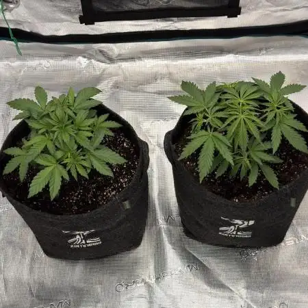 🍋 Haze Barney's Farm