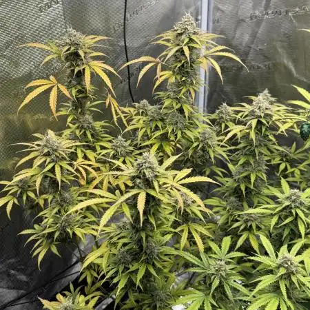 Watermelon Zkittlez Auto BF