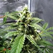 ᗷIᔕᑕOTTI ᙭ GEᒪᗩTO by GreenHouseSeeds