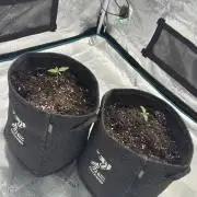 🍋 Haze Barney's Farm