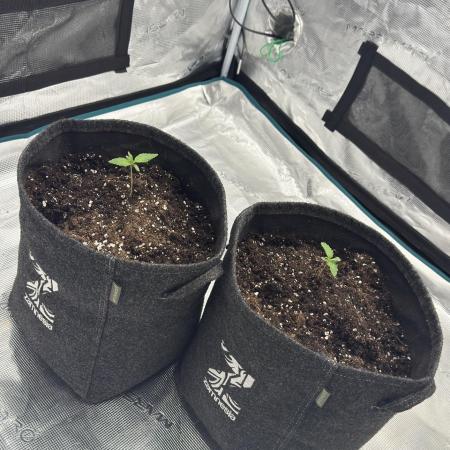 🍋 Haze Barney's Farm