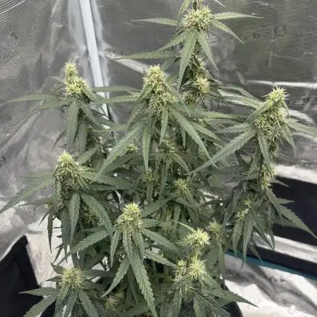 Titan F1 RQS 