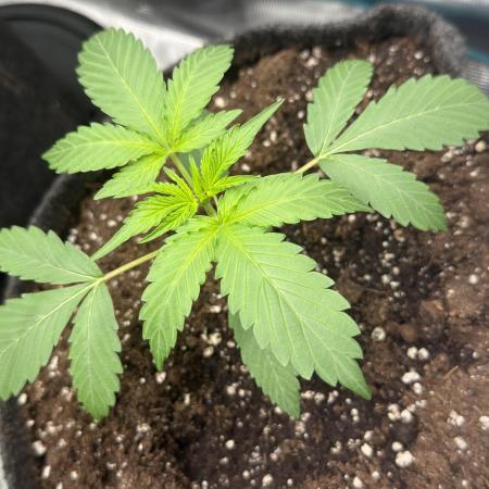 ᗷIᔕᑕOTTI ᙭ GEᒪᗩTO by GreenHouseSeeds