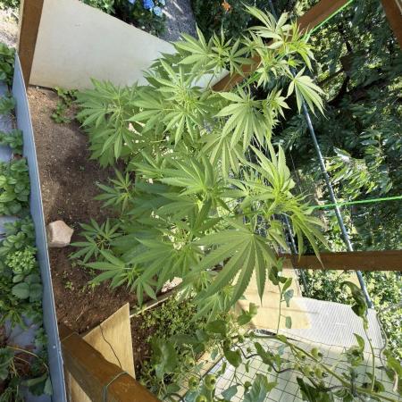 Air Lemon x Shishkaberry 🍋🍇 by GH Seeds