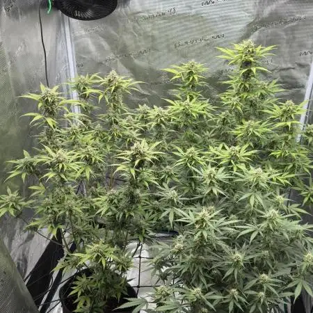 Watermelon Zkittlez Auto BF