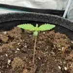 Dark😈 SweetSeeds