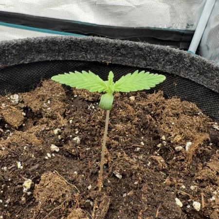 Dark😈 SweetSeeds
