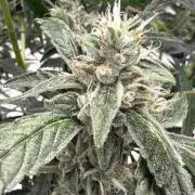 ᗷIᔕᑕOTTI ᙭ GEᒪᗩTO by GreenHouseSeeds