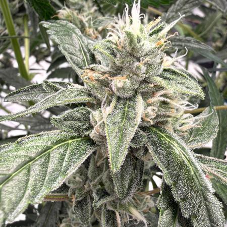 ᗷIᔕᑕOTTI ᙭ GEᒪᗩTO by GreenHouseSeeds