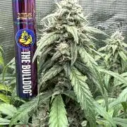 ｆｒｏｓｔｅｄｇｕａｖａ ❄️   | by Green House Seeds