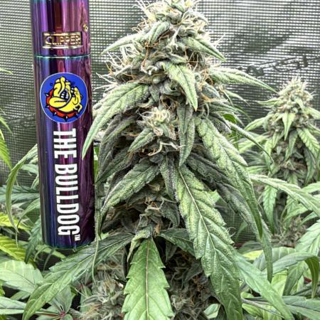 ｆｒｏｓｔｅｄｇｕａｖａ ❄️   | by Green House Seeds