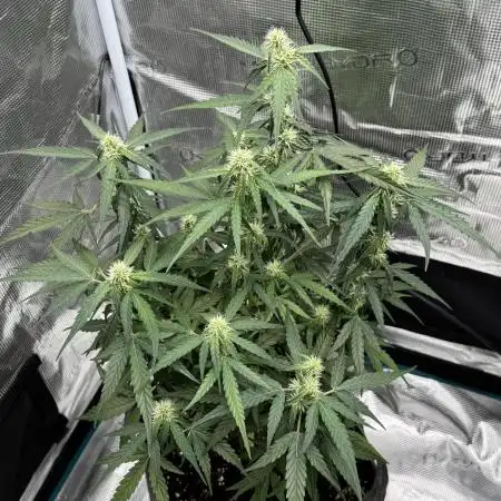 Titan F1 RQS 