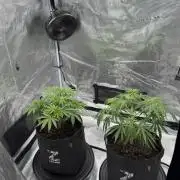 🍋 Haze Barney's Farm