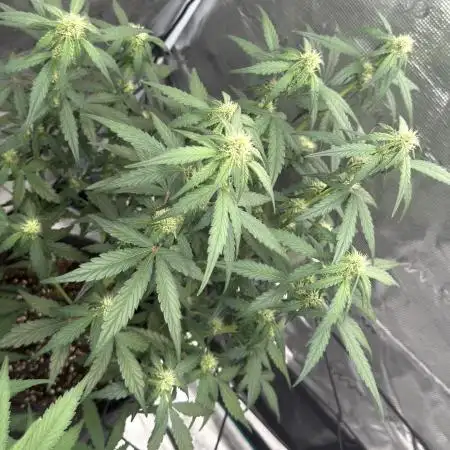 Mimosa x 🍊 👊🏻  Barney's Farm