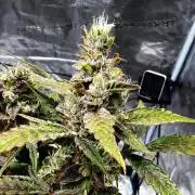 ᗷIᔕᑕOTTI ᙭ GEᒪᗩTO by GreenHouseSeeds