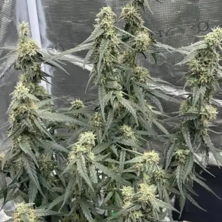Titan F1 RQS 