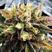 ᗷIᔕᑕOTTI ᙭ GEᒪᗩTO by GreenHouseSeeds