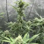 Watermelon Zkittlez Auto BF