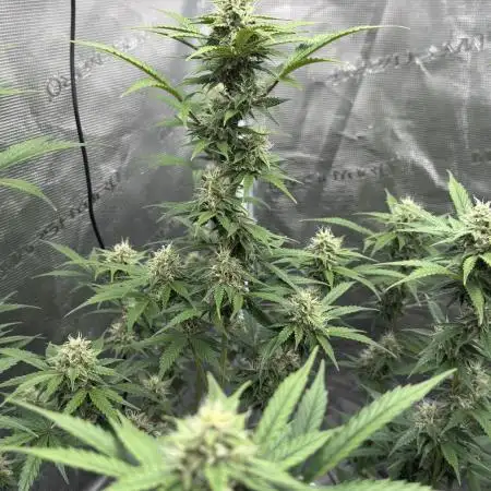 Watermelon Zkittlez Auto BF