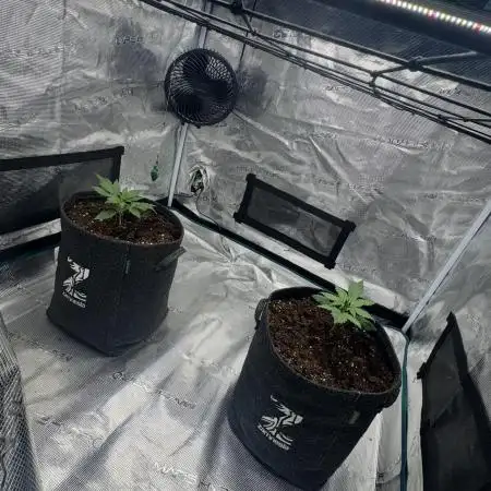 Dark😈 SweetSeeds