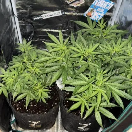 Georgia Pie ZA🥧 & Runtz F1 ZA💜