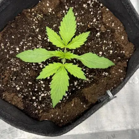 Watermalon Zkittlez Auto BF