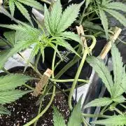 ᗷIᔕᑕOTTI ᙭ GEᒪᗩTO by GreenHouseSeeds