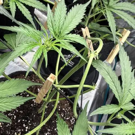 ᗷIᔕᑕOTTI ᙭ GEᒪᗩTO by GreenHouseSeeds