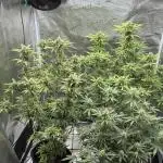 Watermelon Zkittlez Auto BF