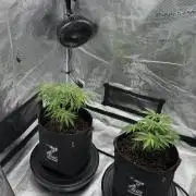 🍋 Haze Barney's Farm