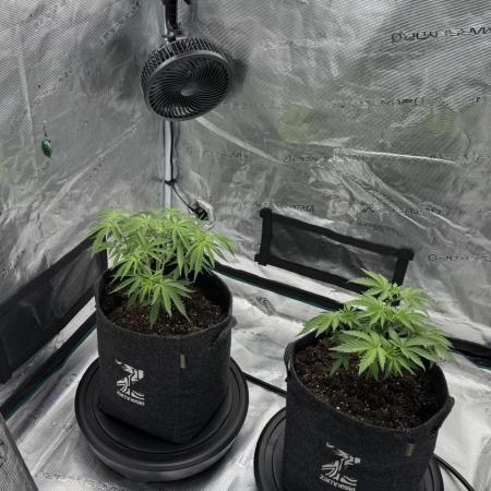 🍋 Haze Barney's Farm