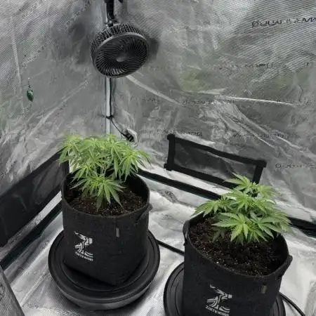 🍋 Haze Barney's Farm