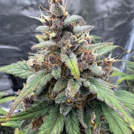Dark😈 SweetSeeds
